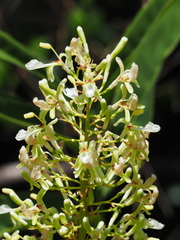 Alpinia galanga