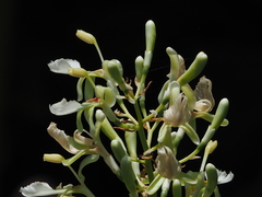 Alpinia galanga