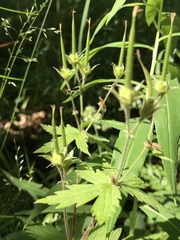 Geranium sylvaticum