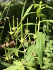 Geranium sylvaticum
