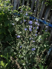 Cichorium intybus