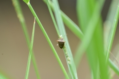 Pentatomidae