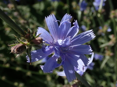 Cichorium intybus