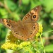 West Indian Mangrove Buckeye - Photo (c) j_appleget, some rights reserved (CC BY-NC)