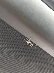 Araneae