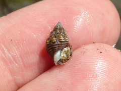 Nassarius mendicus