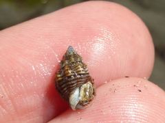 Nassarius mendicus