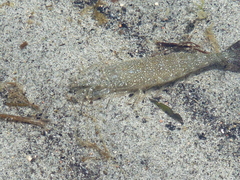 Crangon nigricauda