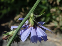 Cichorium intybus