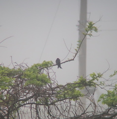 Dicrurus macrocercus