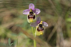 Ophrys tenthredinifera neglecta