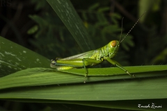 Hieroglyphus annulicornis