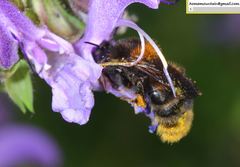Bombus koreanus