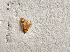 Portentomorpha xanthialis