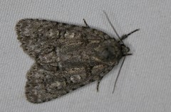 Acronicta modica