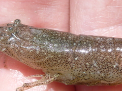 Crangon nigricauda