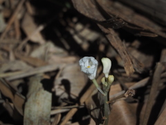 Didymoplexis pallens