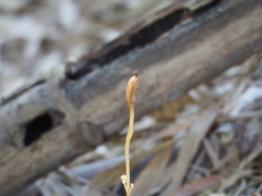 Didymoplexis pallens