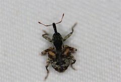 Conotrachelus anaglypticus