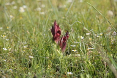 Serapias neglecta apulica