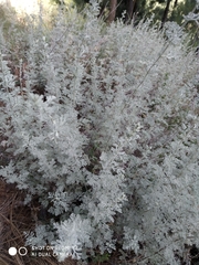 Artemisia cina