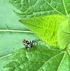 Rhagoletis pomonella