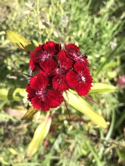 Dianthus