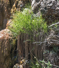 Calliscirpus criniger