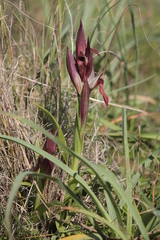 Serapias neglecta apulica