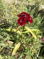 Dianthus