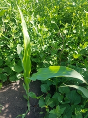 Zea mays mays