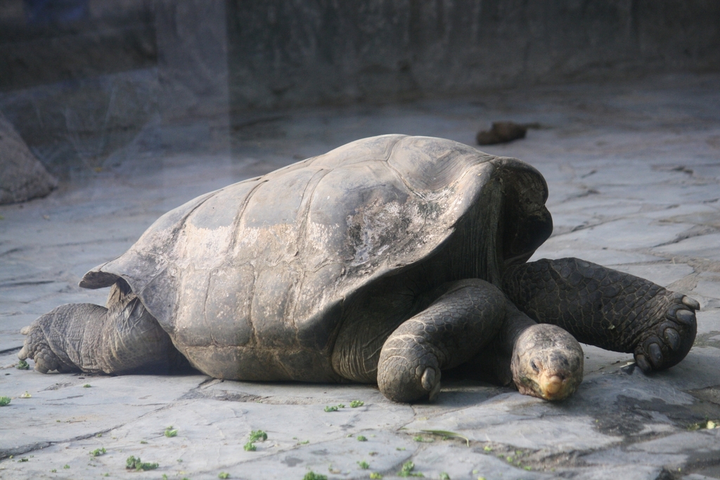 Pinzón Giant Tortoise