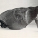 Floreana Giant Tortoise - Photo John Van Denburgh, no known copyright restrictions (public domain)