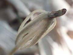 Didymoplexis pallens