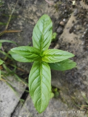 Epilobium ciliatum