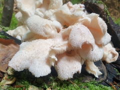 Hericium cirrhatum