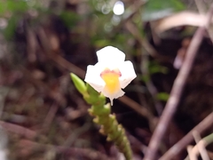 Bromheadia finlaysoniana