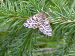 Arichanna melanaria