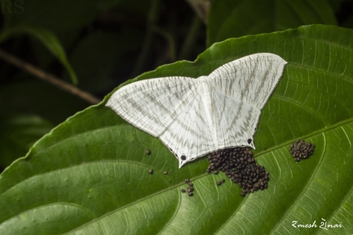 Grey Swallowtail Moth photo 3