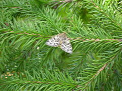 Arichanna melanaria