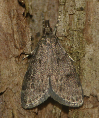 Scoparia penumbralis