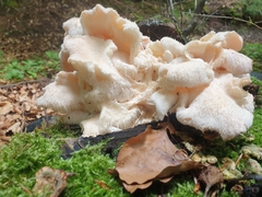 Hericium cirrhatum