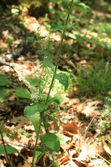 Silene viridiflora