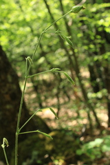 Silene viridiflora