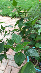 Cienfuegosia yucatanensis