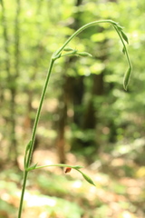 Silene viridiflora