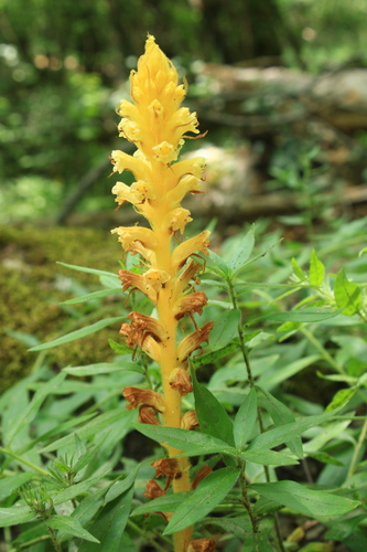 ivy broomrape