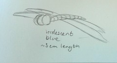 Rhionaeschna multicolor