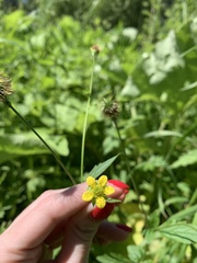 Geum urbanum