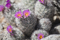 Escobaria alversonii